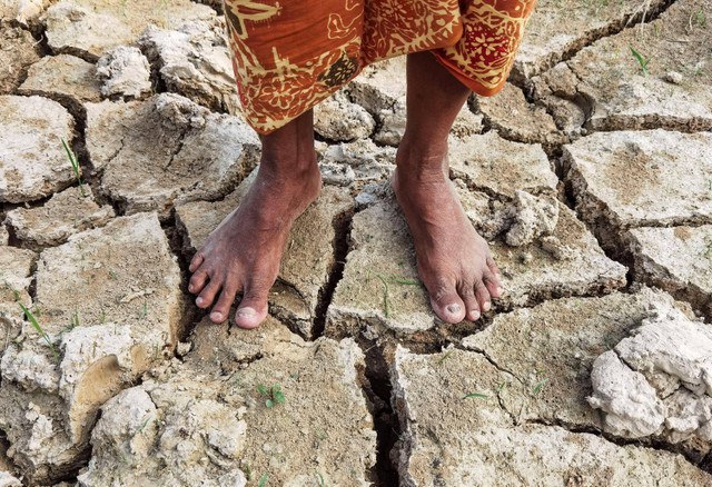 Seorang petani berdiri di areal persawahan yang mengalami kekeringan akibat kerusakan bendungan irigasi di Rantau Panjang, Merangin, Jambi, Minggu (28/7/2024). Foto: Wahdi Septiawan/ANTARA FOTO