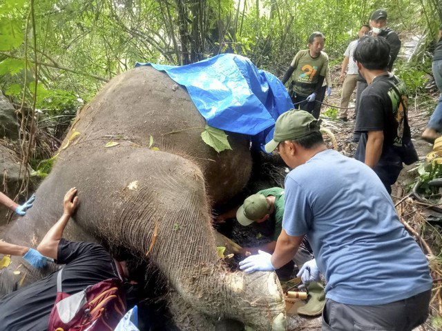 Molly, Gajah Bali Zoo yang mati terseret arus. Foto: Dok. BKSDA Bali