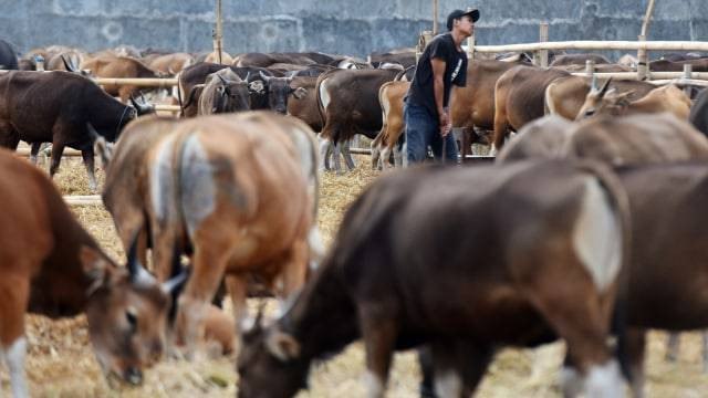 Ilustrasi peternakan sapi. Foto: Antara/Yusran Uccang