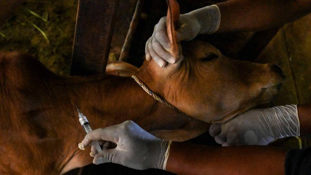 Petugas memberikan vaksin penyakit mulut dan kaki (PMK) kepada seekor sapi di sebuah kandang di Lhoong, Aceh, Selasa (26/7/2022). Foto: Chaideer Mahyuddin/AFP