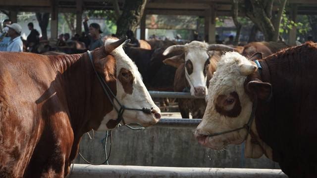 Ilustrasi sapi. Foto: Arif UT/Pandangan Jogja