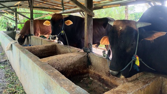 Ilustrasi sapi kurban.